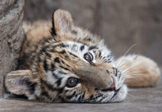 young tiger cub laying on ground looking at camera