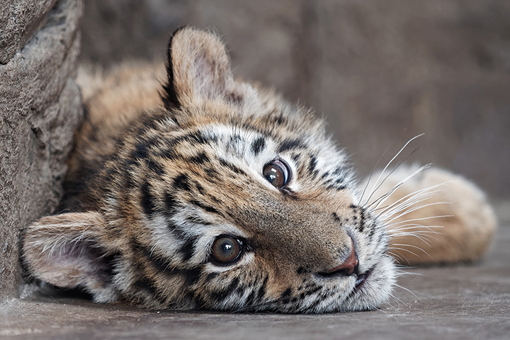 young tiger cub laying on ground looking at camera