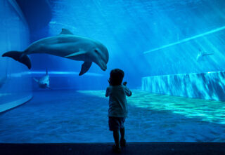 child looking at captive dolphins through glass exhibit