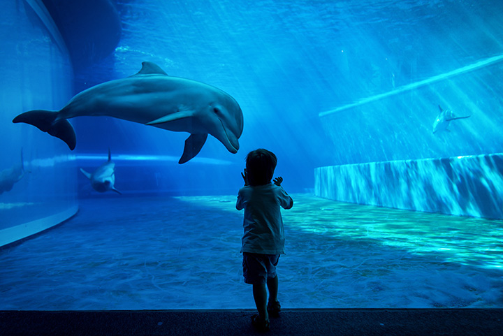 child looking at captive dolphins through glass exhibit