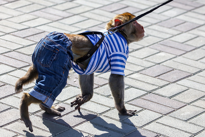 macaque monkey on all fours wearing a leash and clothes