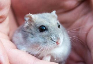 dwarf hamster in cupped hands