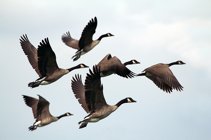 small flock of Canada geese taking flight