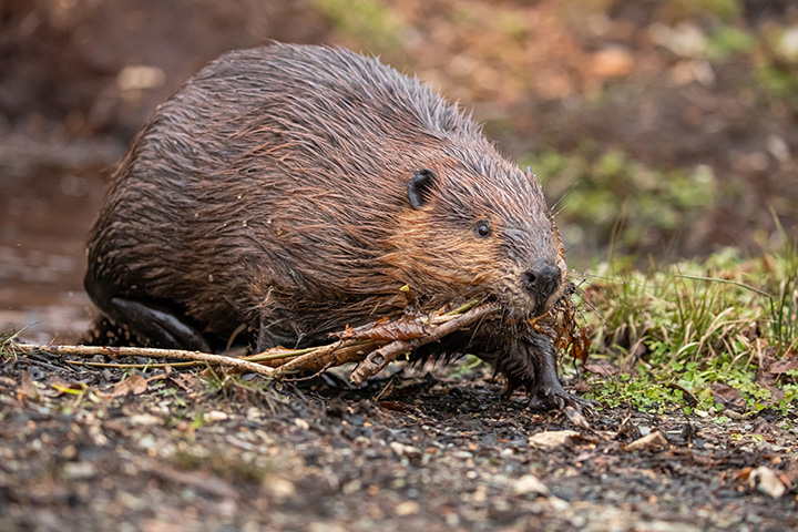 beaver carrying several small branches in its mouth