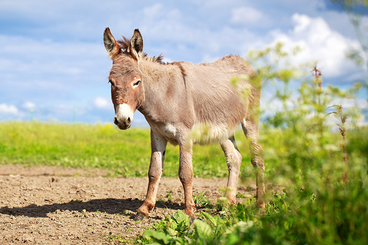 donkey standing in a grassy field on a sunny day