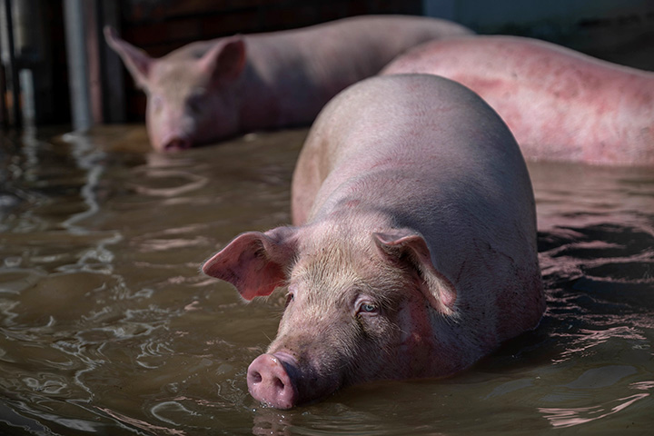 three pigs standing in murky waters