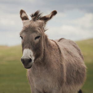 A donkey standing in a grassy field.