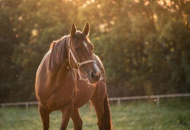 bay horse in pasture