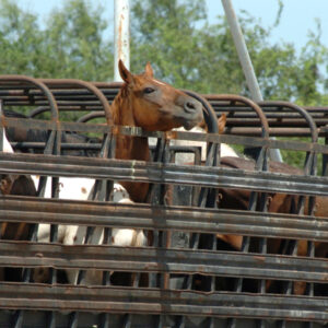 Horses crowded inside a metal transport trailer.