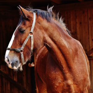 bay draft horse standing in profile