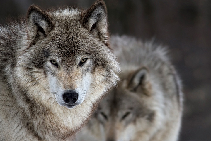 close-up of two gray wolves with intense focus