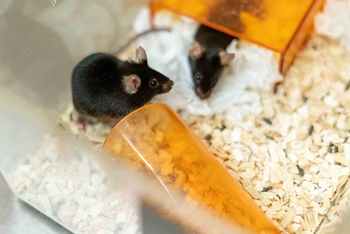 two black mice in plastic enclosure with enrichment toys