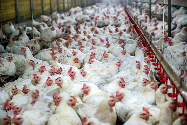 chickens crowded inside commercial poultry farm building lined with feeders