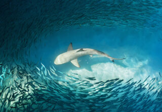 aerial view showing school of fish surrounding shark