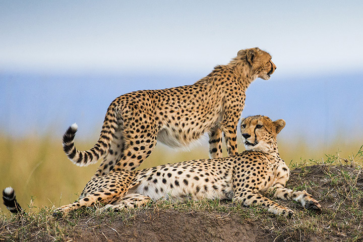two cheetahs, one standing and one lying down, in savannah
