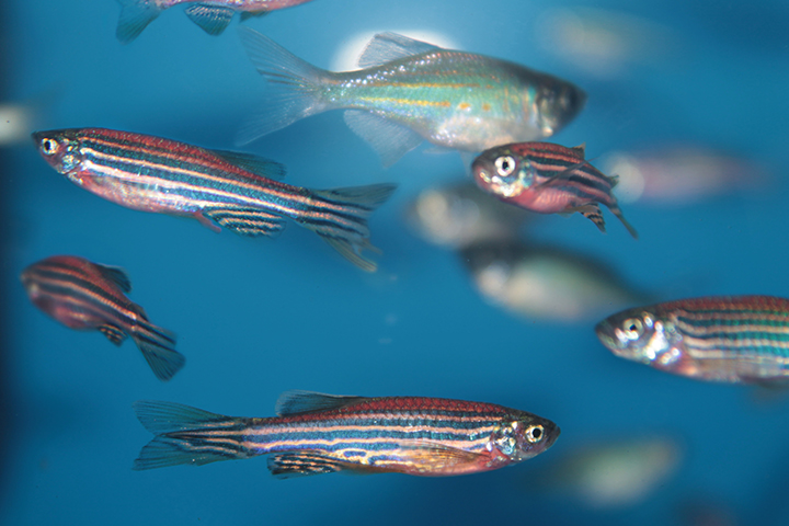 zebrafish in a tank