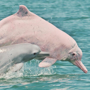 a Taiwanese white dolphin adult and calf jump together