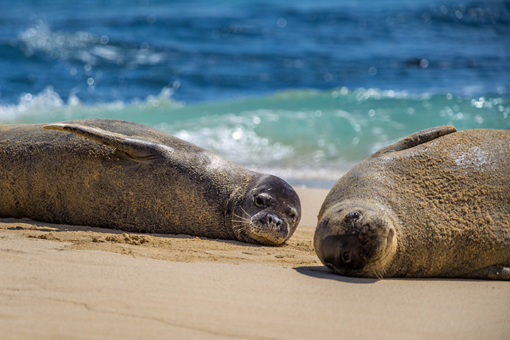 two seals lying on sandy beach near ocean