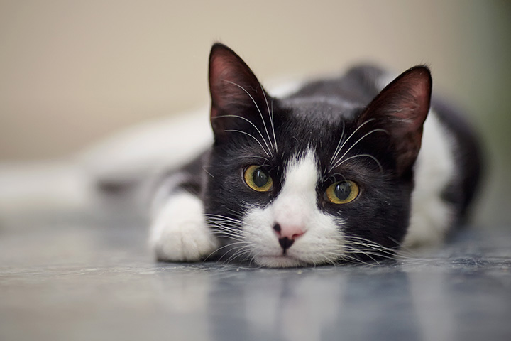 black and white cat gazes into camera