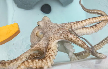 close up of octopus in small tank