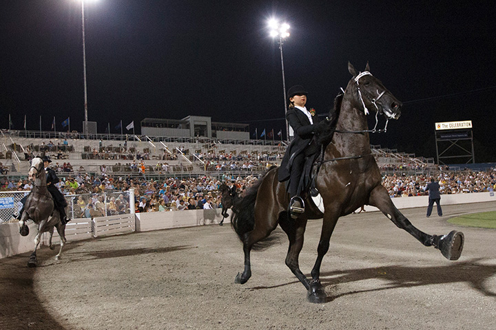 walking horses march on hippodrome track for audience