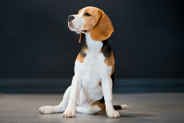 beagle sitting on floor looking off to side
