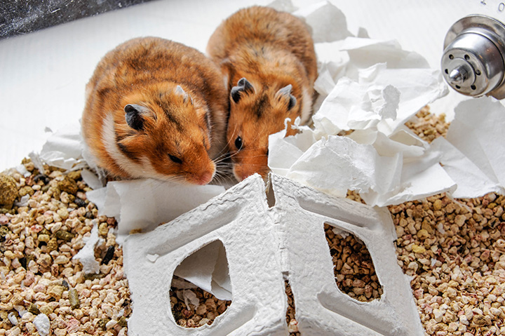 two lab rodents in enclosure filled with enrichment items