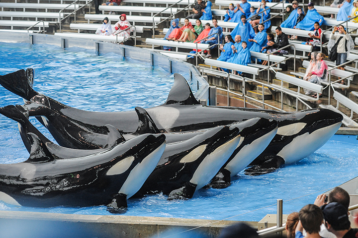 A group of captive orcas perform