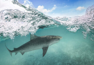 shark underwater nearing ocean surface