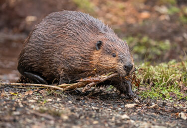 beaver busily carries stick