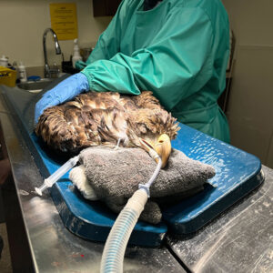 tranquilized eagle lies on operating table