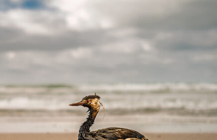 seabird covered in oil sits on a sandy beach