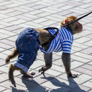 A monkey on a leash wearing a striped shirt and denim pants.