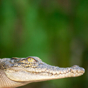 small alligator looks outwards in front of blurred swamp background