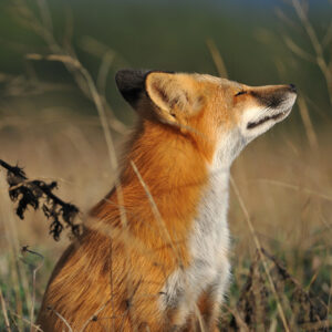 fox lifts head into breeze while sitting in a field