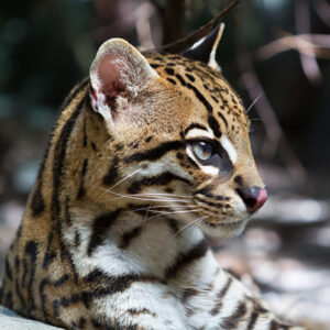 Close-up of an ocelot’s face with spotted fur.