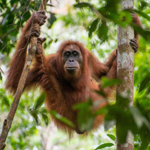 orangutan hangs suspended between two trees