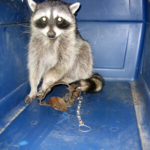Raccoon sitting in a blue container with paw caught in a metal trap.