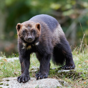 Wolverine standing on a rock in a forested area.
