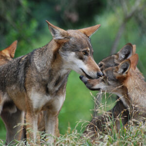 family of red wolves stick by each other in tall grass