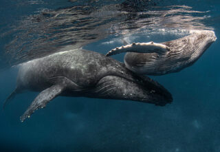 two whales swimming near the surface in clear blue water