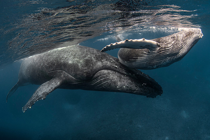 two whales swimming near the surface in clear blue water