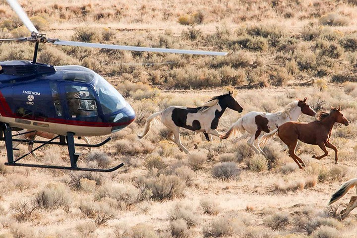 three wild horses running as helicopter approaches