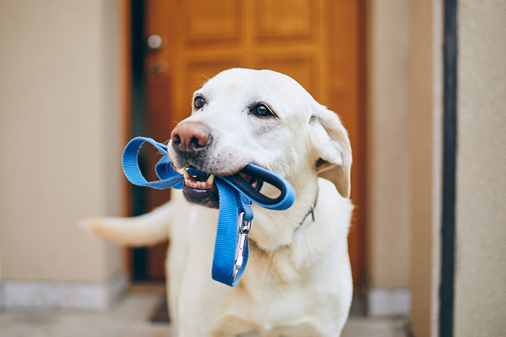 yellow lab carries his leash probably hoping to go for a walk