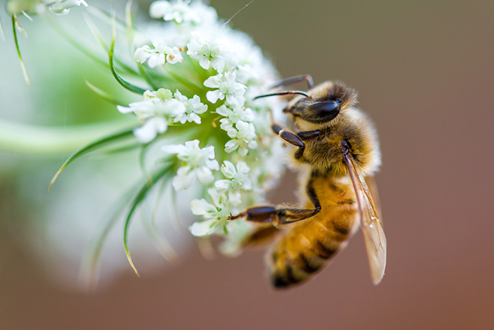 honeybee pollinates white flower