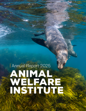 AWI Annual Report 2025 Cover showing a sea lion underwater
