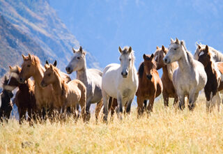 A herd of wild horses on grassland with mountains in the background.