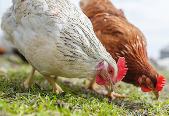 chickens graze on a poultry farm