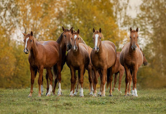 small herd of chestnut horses standing quietly in field