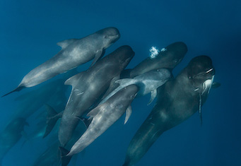 several small cetaceans swim together